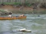 Un chien sauve deux chiens dans un canoë