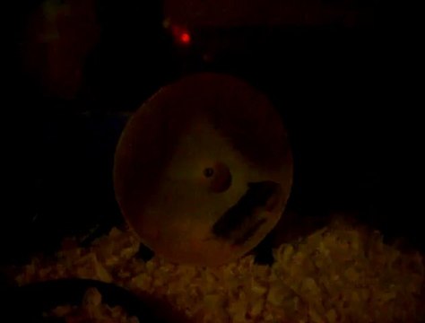 Le bébé Hamster joue dans la roue !!