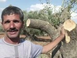Ataque a olivos en Cisjordania