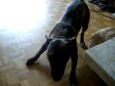 Spinning du Bull Terrier