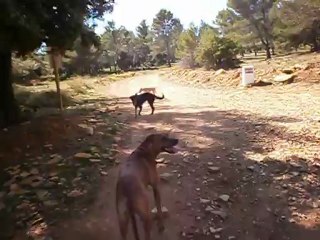 Redden et Cie en forêt de FontBlanche 10-10-2012 n° 7