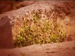 Minuscule - Salyangozun hayali (a snail's dream)