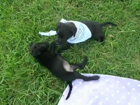 Adopt a Puppy, Dog Rescue, Pet adoption in Washington DC,