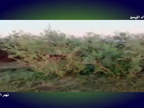 Nashed yemeni - Abu yahya