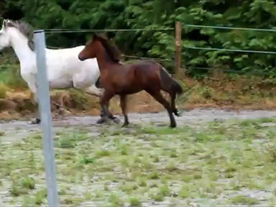 Coud'Poker Tartifume mâle CO par Westide Mirah II a vendre