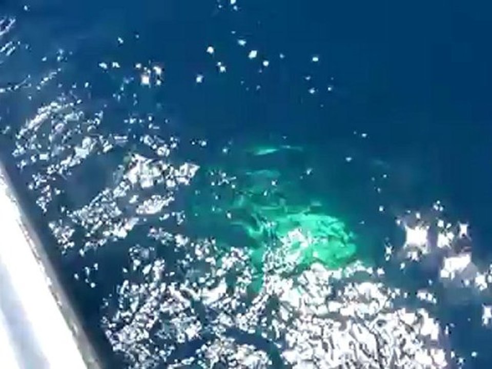 Pêche au gros sénégal