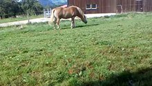 Valentin
