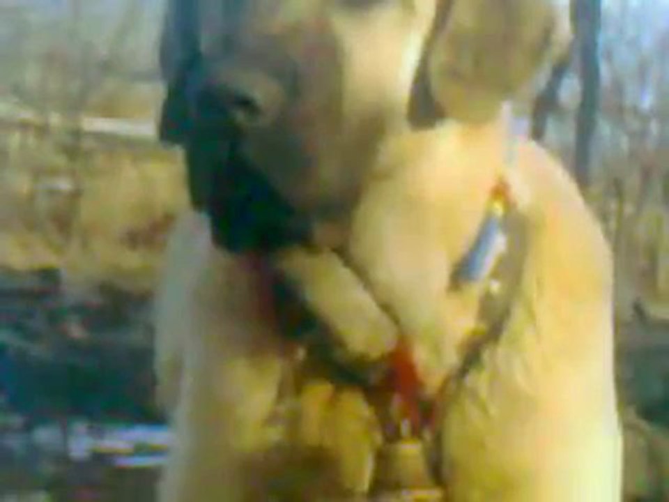 Kurugöllünün aslanları Video, ahmet köpek - Videoizle.co