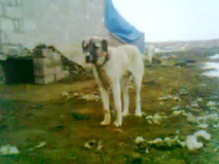 seninle benim aramda cokkk Fark var kurugöllünün aslanları Video, ahmet - Videoizle.co