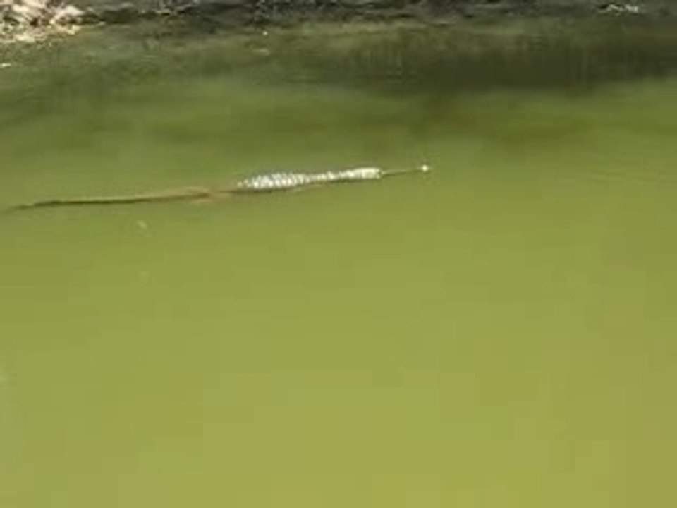 croco windjana gorge