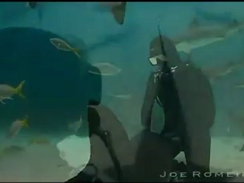 Danse avec les requins