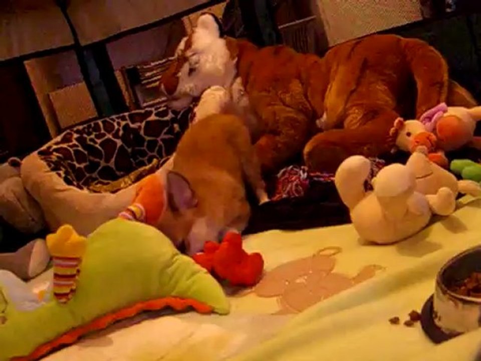 le réveil de bébé chihuahua