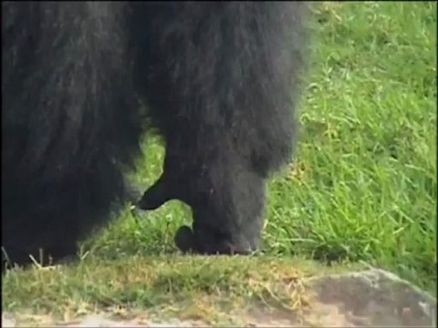 El gorila Mambie en el bosque ecuatorial de Bioparc (otoño 2012)