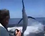 Balıkçıyı döven Kılıç Balığı