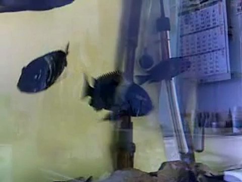 Tropheus Duboisi Maswa