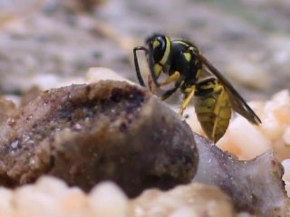 Cecilia Bartoli  guêpes et le chien cretois