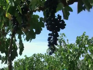 Vinhos romenos conquistam europeus