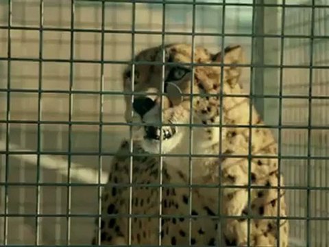 Hyundai Veloster vs. Cheetah Hyundai of Slidell