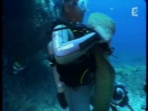 Danse avec les murénes