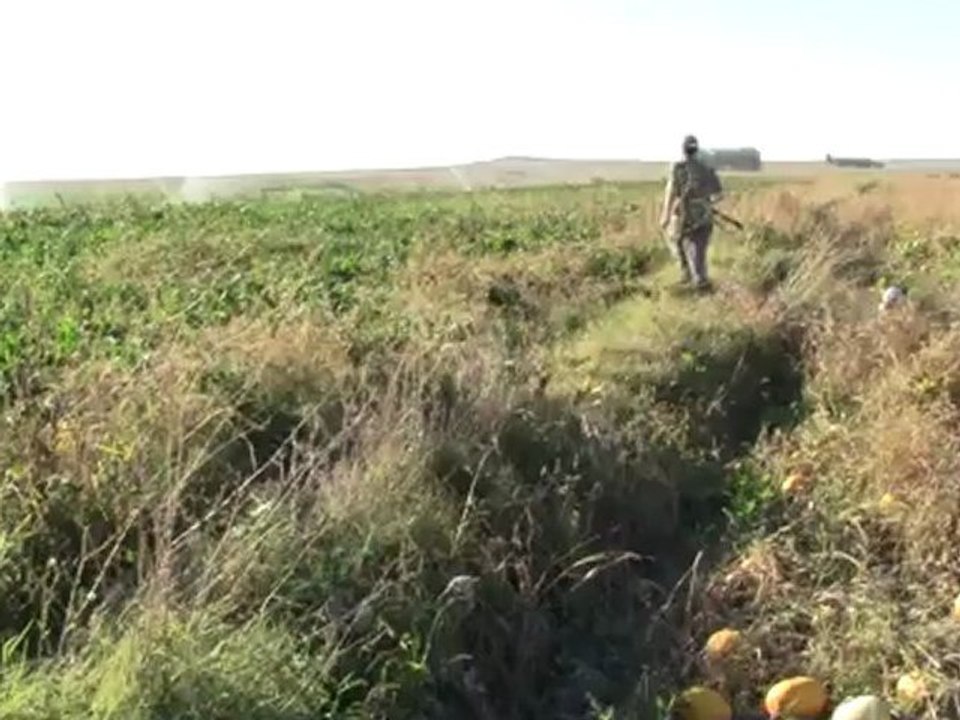 aşil ferma ikinci avında bıldırcın ferma