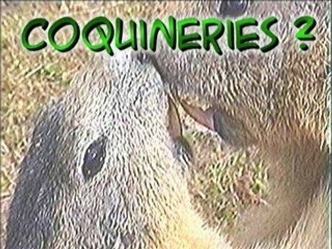 Coquineries de marmottes