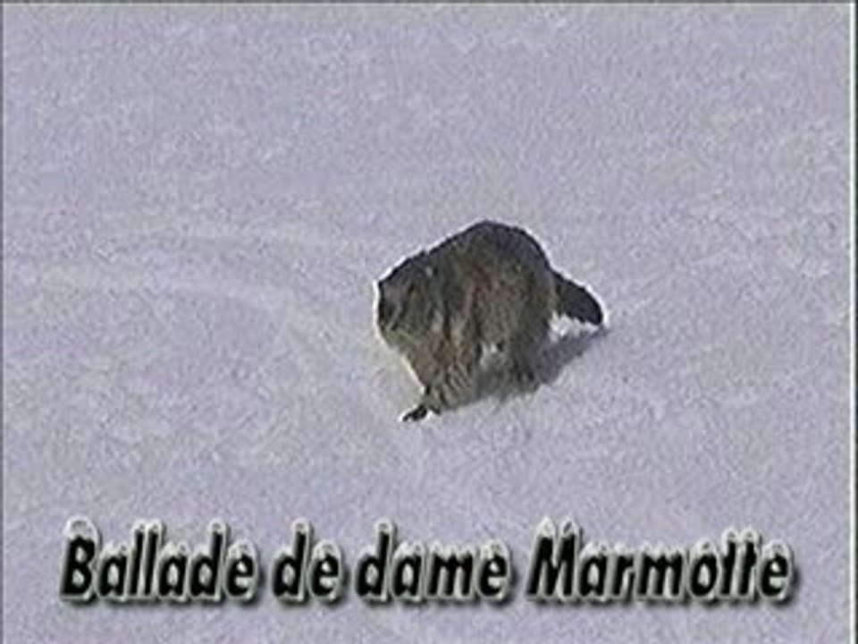 Ballade de Dame Marmotte (Daniel)