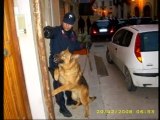 Ruoppolo Teleacras - Blitz dei Carabinieri e del cane Buck