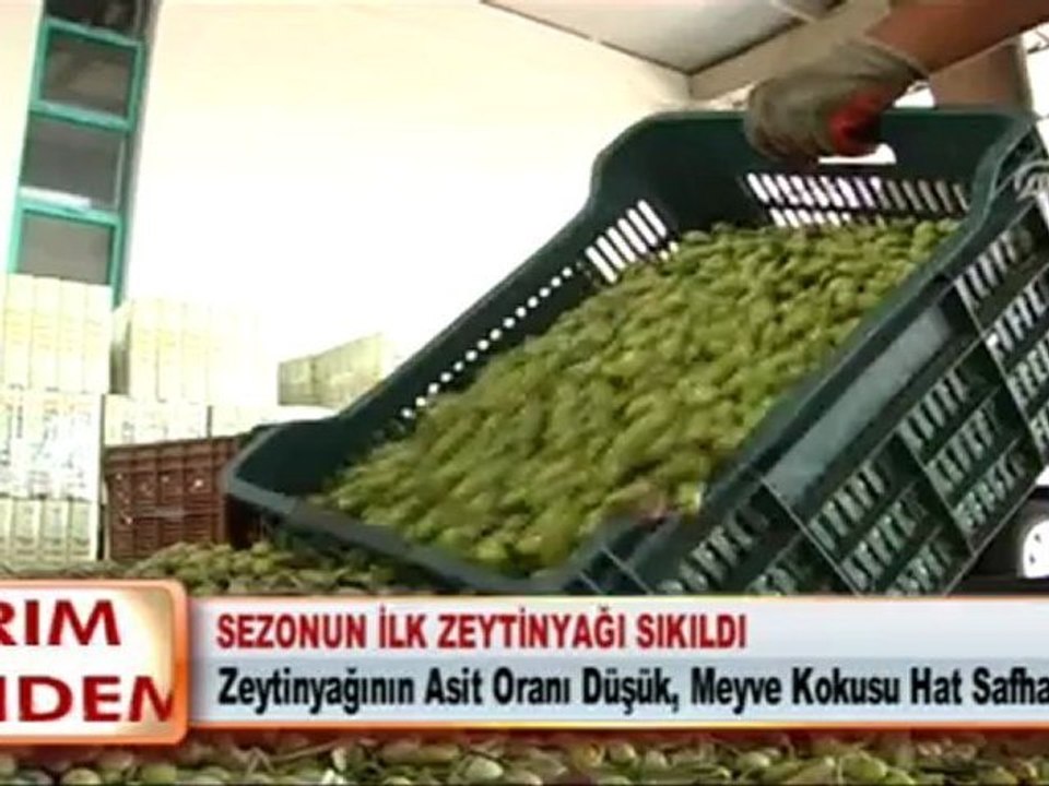 SEZONUN İLK ZEYTİNYAĞI SIKILDI