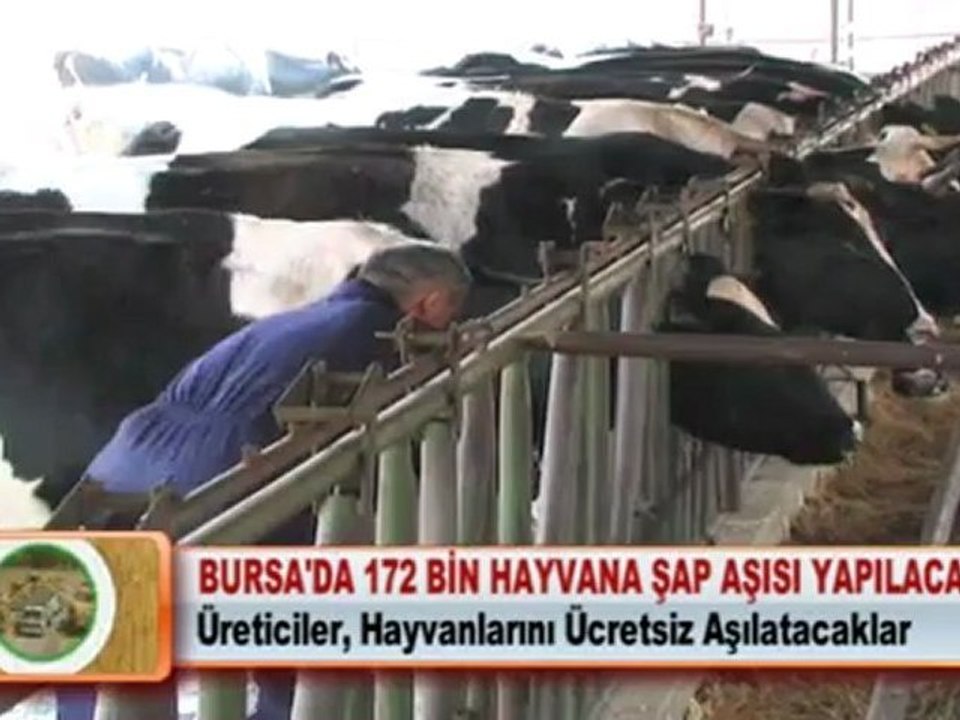 BURSA’DA 172 BİN HAYVANA ŞAP AŞISI YAPILACAK