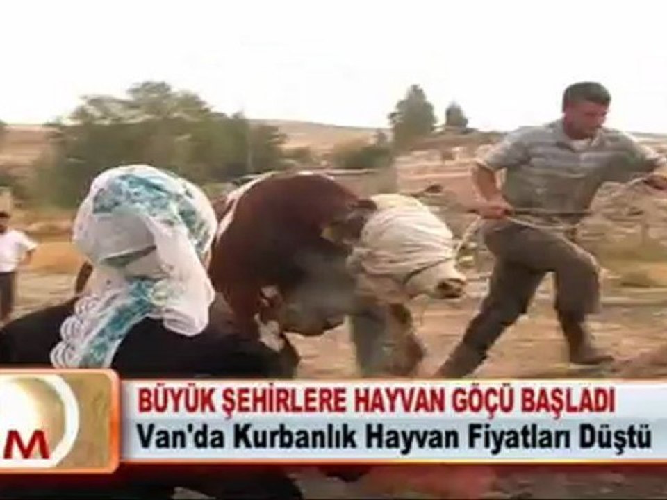 BÜYÜK ŞEHİRLERE HAYVAN GÖÇÜ BAŞLADI