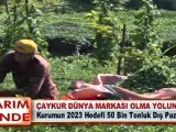 ÇAYKUR DÜNYA MARKASI OLMA YOLUNDA