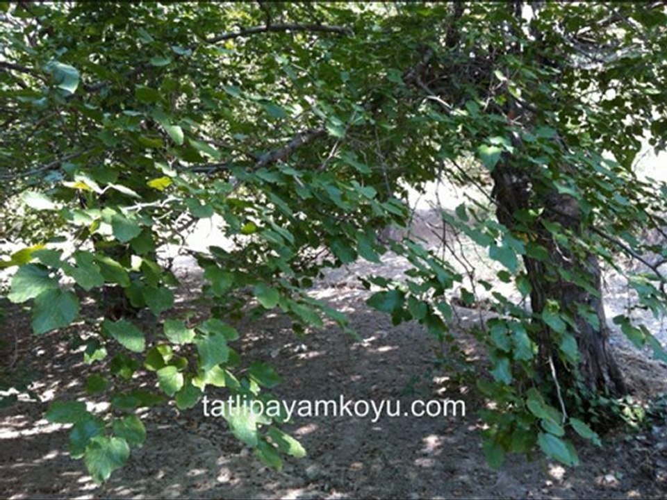 Tatlıpayamın dağlarından güzel kesitler