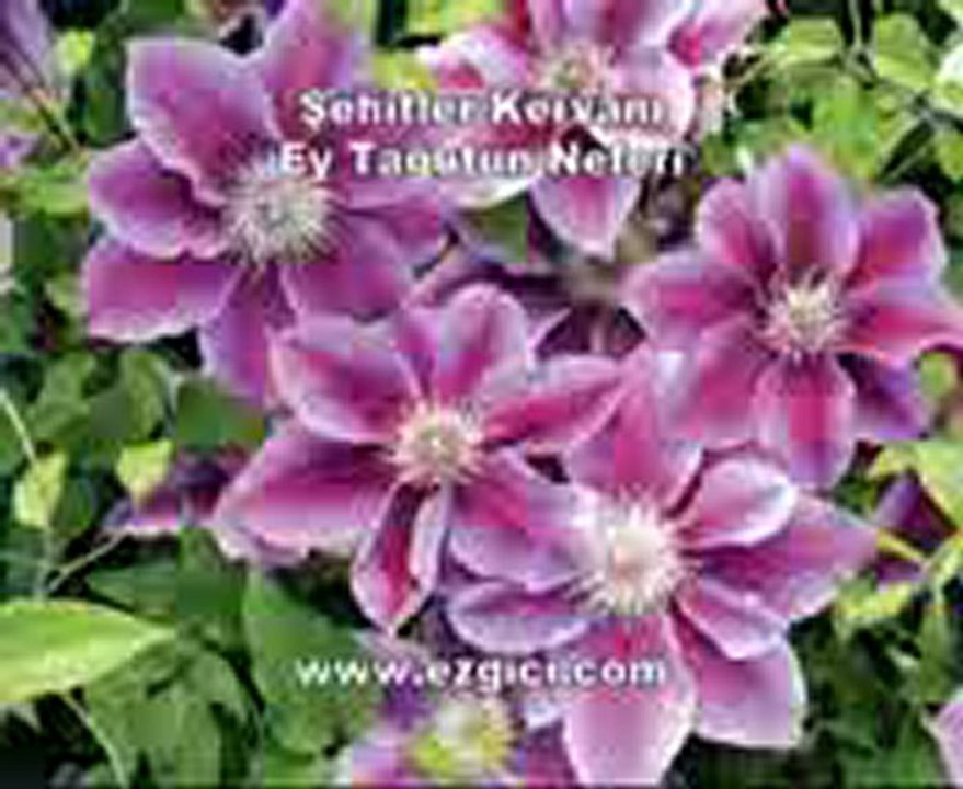 WWW.SESLİEFEHAN.COM..>