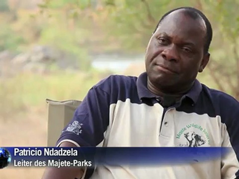 Malawi wird wieder Löwen-Land