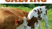 Medical Book Review: Essential Guide to Calving: Giving Your Beef or Dairy Herd a Healthy Start by Heather Smith Thomas, Elara Tanguy