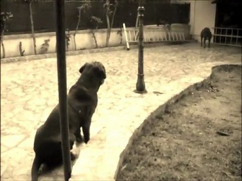 NEAPOLITAN MASTIFF ATHENA & TITANIA 10 & 11 MONTHS : BAD GIRLS