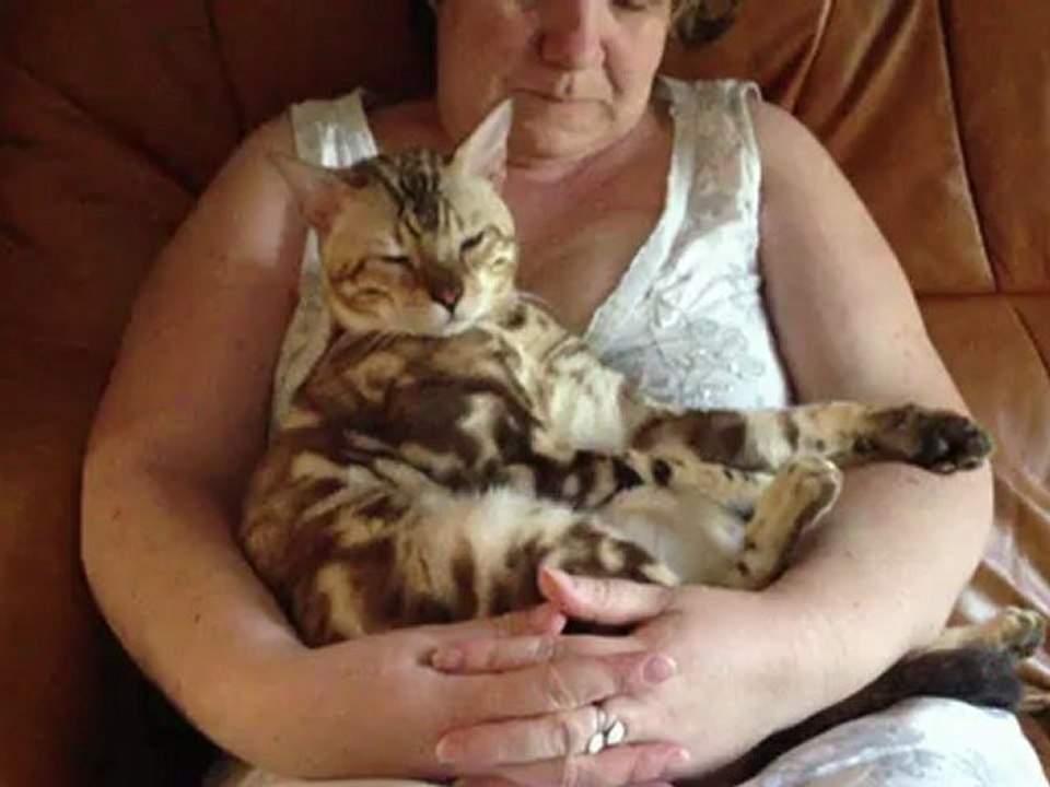 Galliano d'egerie's land of bengal tiger