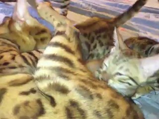 Gracia-bella et ses chatons - Bengal Tiger