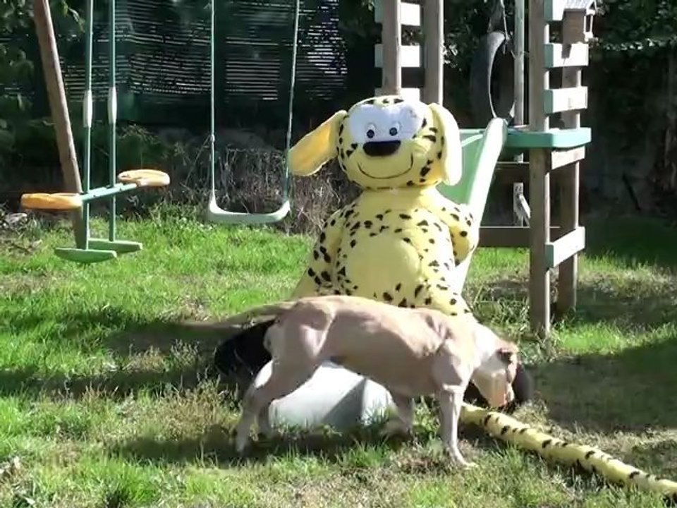 BAYIA MARSUPILAMI
