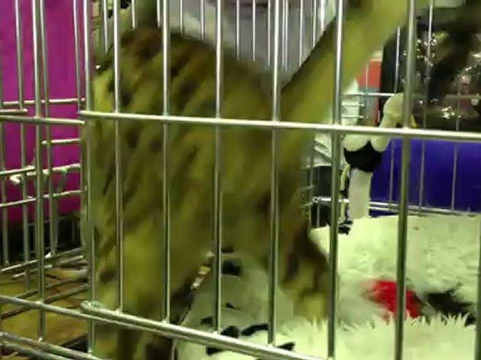 Hanna de Bengal Tiger en expo !