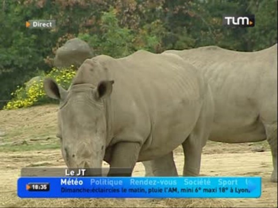 Naissance d'un rhinocéros blanc(Rhône-Alpes)