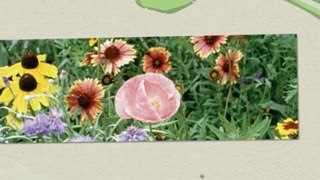 Blooming Promotions - Seeded Paper Cards - Green Graphics & Printing - Los Angeles, CA
