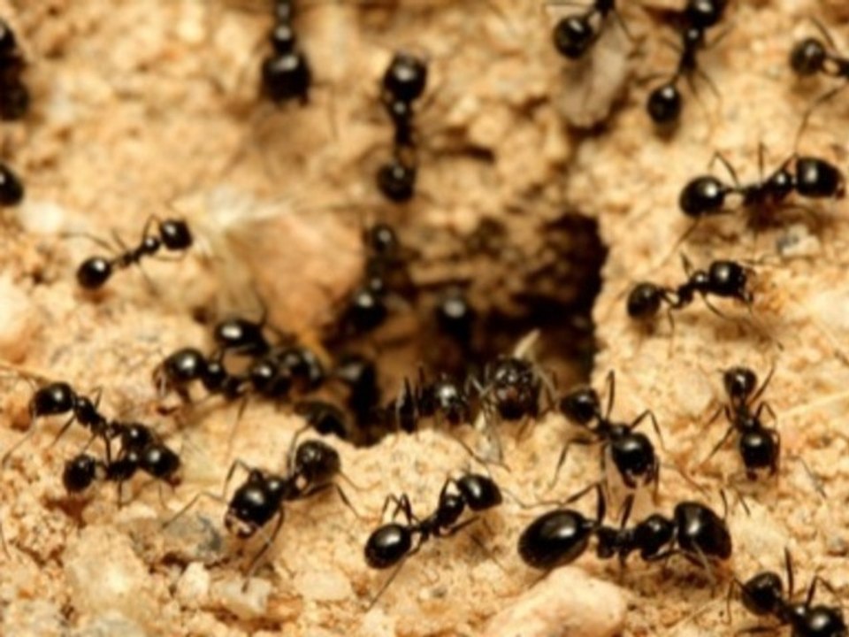 All About Ants