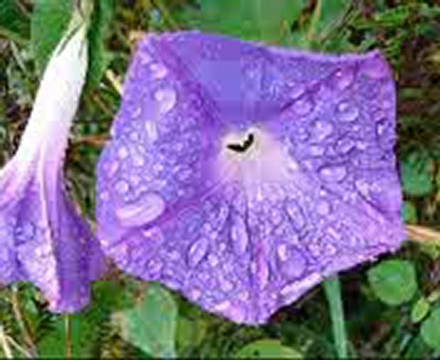 gülyüzlüm>>SESLİSOHBETİMİZ..HOŞGELDİNİZ