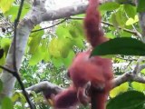 Rencontre avec un Orang Outang
