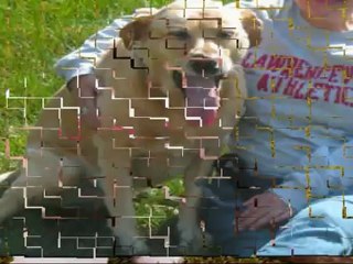 Eminent pet care and pet sitting service