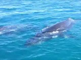 Les baleines à Hervey Bay