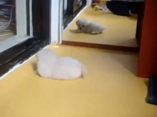 우리카지노 ▶▶▶L­G­8­2­8­2­.­N­E­T◀◀◀[귀염주의] 거울보는 강아지 Maltese mirror우리카지노