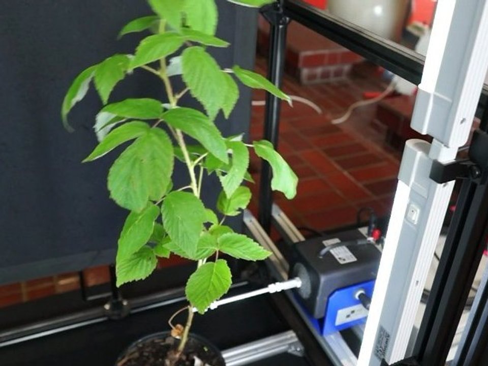Les plantes vibrantes