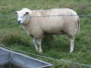 Adorable troupeau ♥